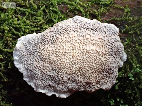 Cinereomyces lindbladii